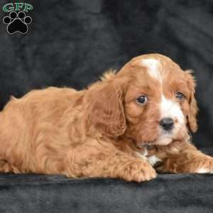 Clifford, Cavapoo Puppy